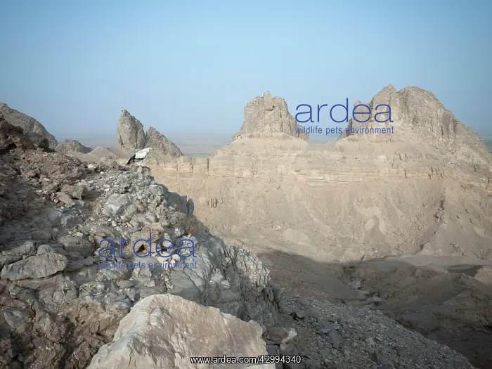 : Egyptian Vulture - perched on rocks : Egyptian Vulture - perched on rocks