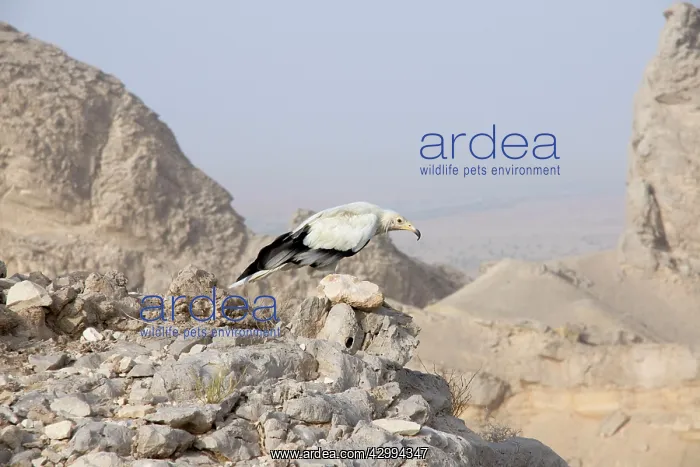 : Egyptian Vulture - perched on rocks : Egyptian Vulture - perched on rocks