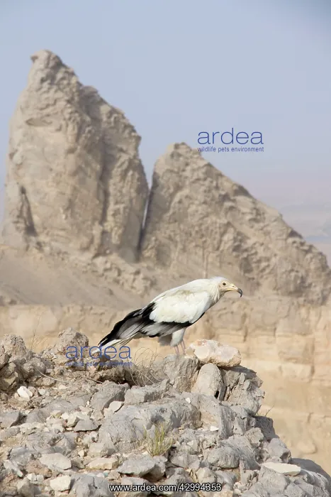 : Egyptian Vulture - perched on rocks : Egyptian Vulture - perched on rocks