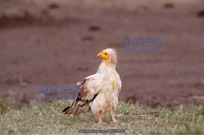 : EGYPTIAN VULTURE - standing : EGYPTIAN VULTURE - standing