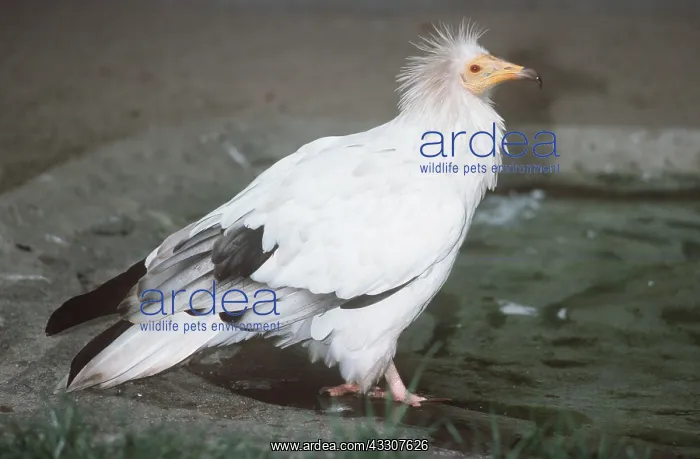  : EGYPTIAN VULTURE - standing