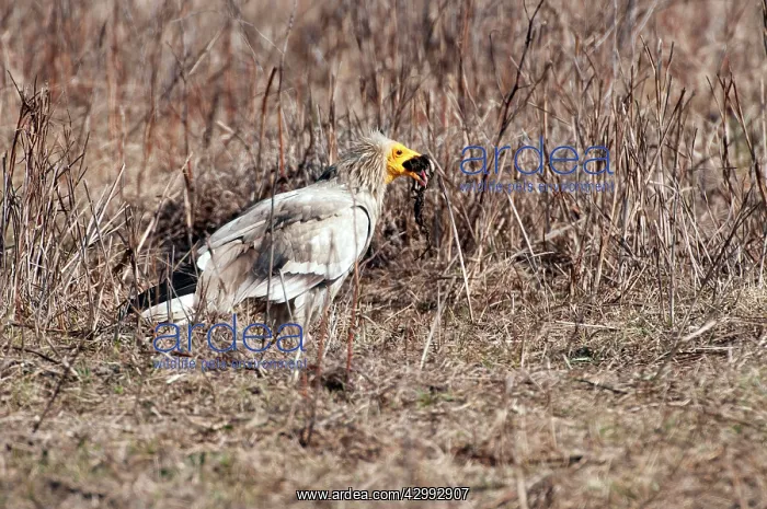 : Egyptian Vulture - standing on ground - swallowing carrion : Egyptian Vulture - standing on ground - swallowing carrion