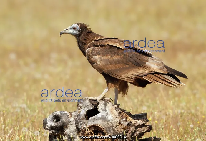 : Egyptian Vulture - young perched on a log : Egyptian Vulture - young perched on a log