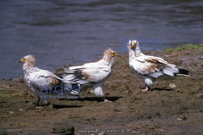 : Egyptian Vultures