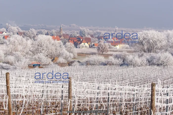 : Eichhoffen a frosty vineyard : Eichhoffen a frosty vineyard