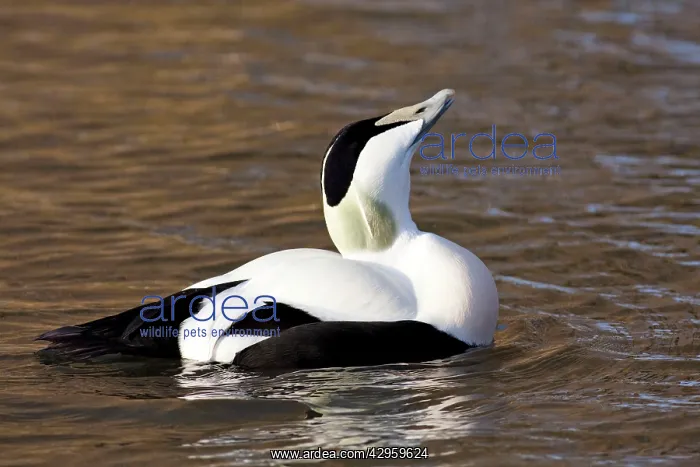 : Eider - adult male calling : Eider - adult male calling