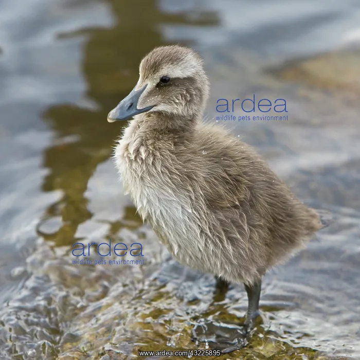  : Eider chick in a pond in Reykjavik, Iceland