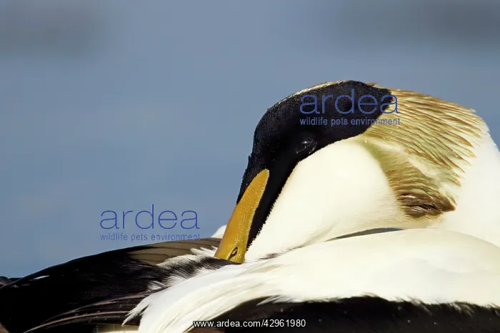 : Eider - close up side view of male resting - March : Eider - close up side view of male resting - March