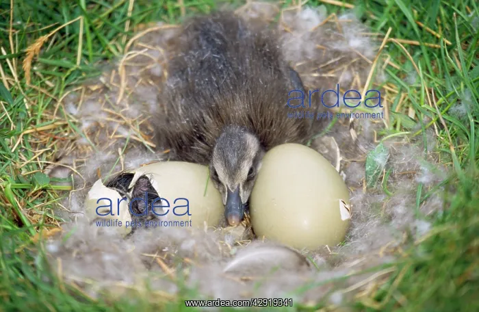: Eider DUCK - duckling in nest with eggs X2 : Eider DUCK - duckling in nest with eggs X2