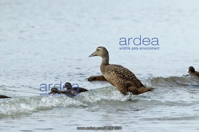 : Eider Duck - with ducklings : Eider Duck - with ducklings
