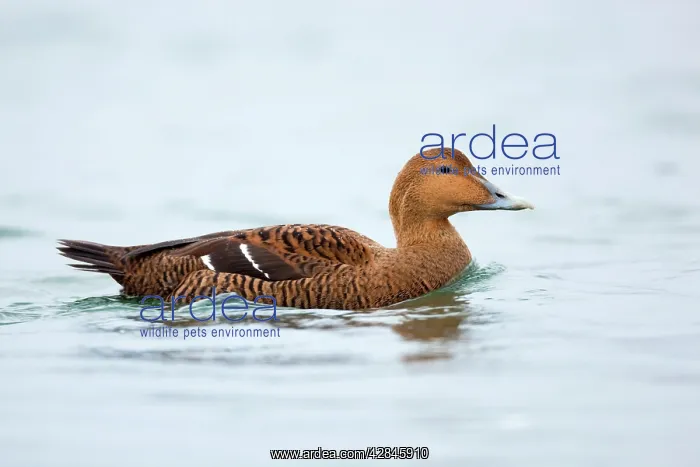 : Eider Duck - female : Eider Duck - female