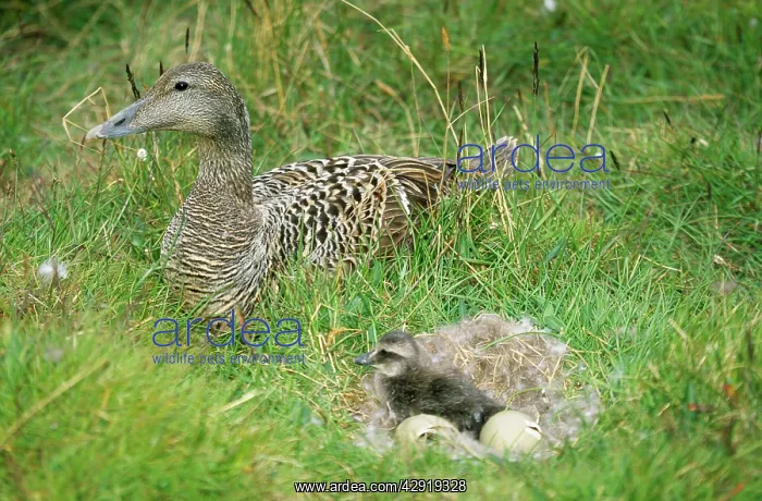 : Eider Duck - female beside duckling in down nest with eggs : Eider Duck - female beside duckling in down nest with eggs