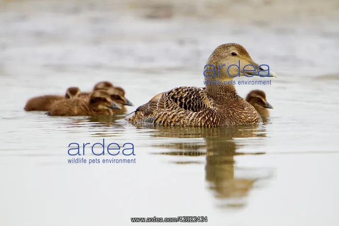 : Eider Duck - female with ducklings : Eider Duck - female with ducklings
