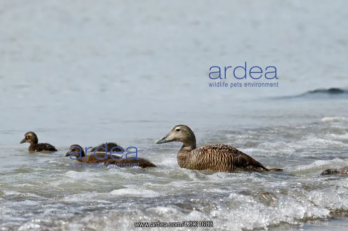 : Eider Duck - female with ducklings - in surf : Eider Duck - female with ducklings - in surf