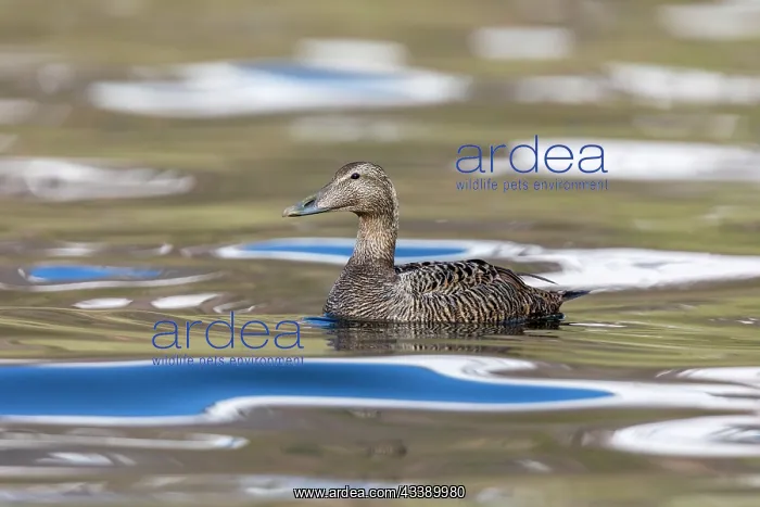: Eider Duck - Female - UK : Eider Duck - Female - UK
