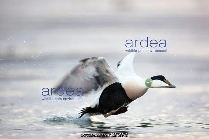  : Eider Duck - male running on water