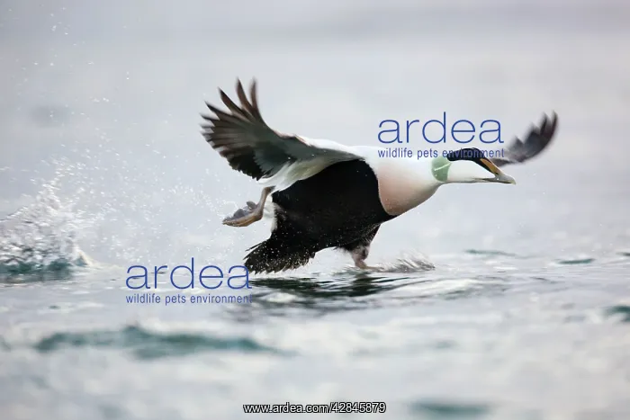  : Eider Duck - male running on water