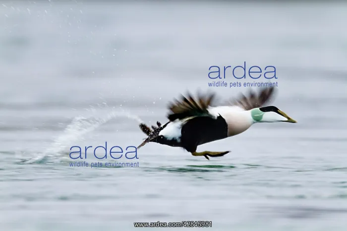 : Eider Duck - male running on water : Eider Duck - male running on water