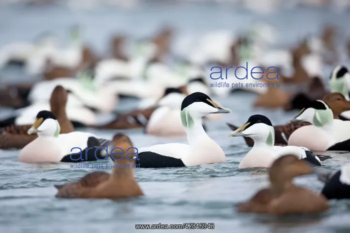 : Eider Ducks - flock : Eider Ducks - flock