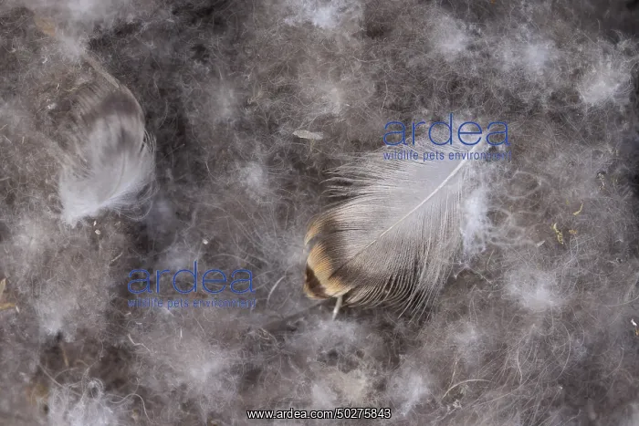 : Eider Down feathers : Eider Down feathers