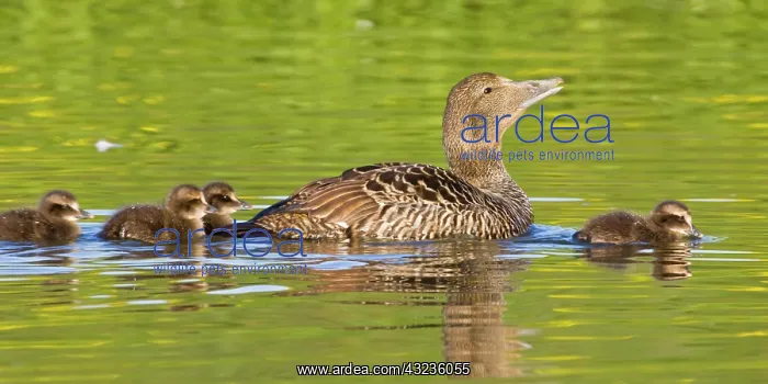 : Eider female and chicks swim in pond near : Eider female and chicks swim in pond near