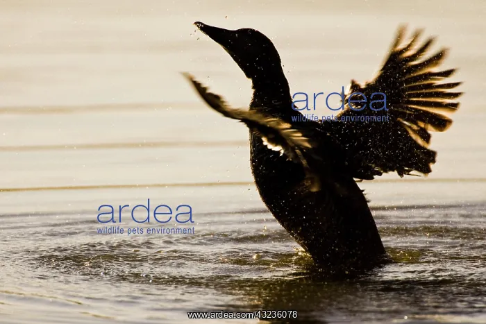: Eider female flaps wings near Snaefellsness : Eider female flaps wings near Snaefellsness