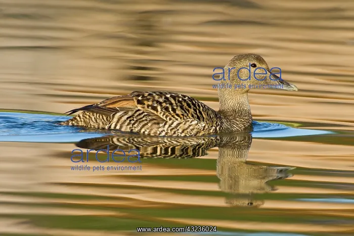 : Eider female swims in pond near Snaefellsness : Eider female swims in pond near Snaefellsness