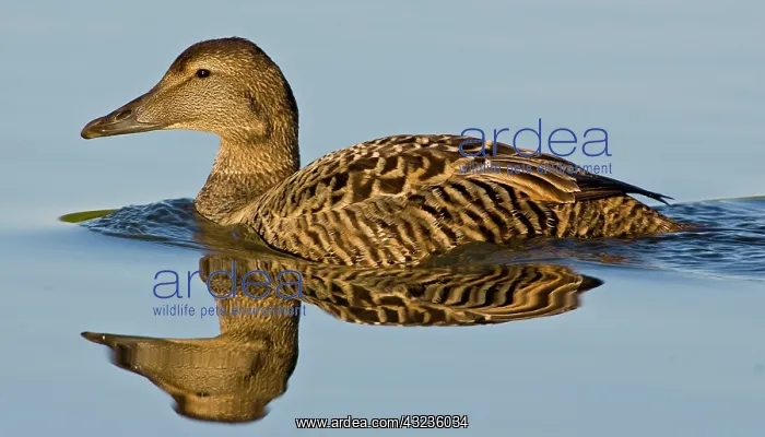 : Eider female swims in pond near Snaefellsness : Eider female swims in pond near Snaefellsness