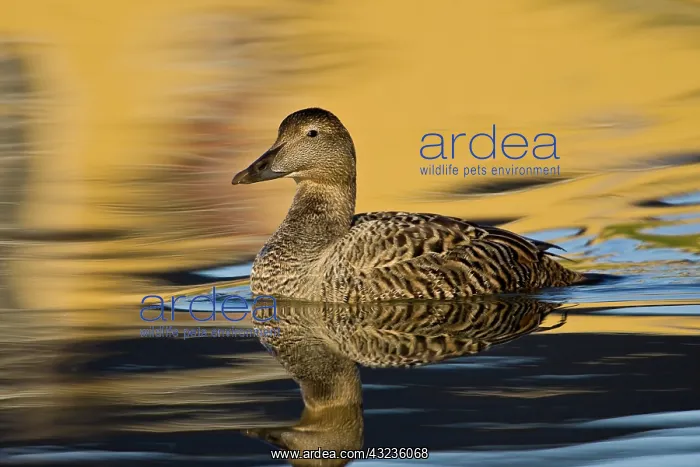 : Eider female swims in pond near Snaefellsness : Eider female swims in pond near Snaefellsness