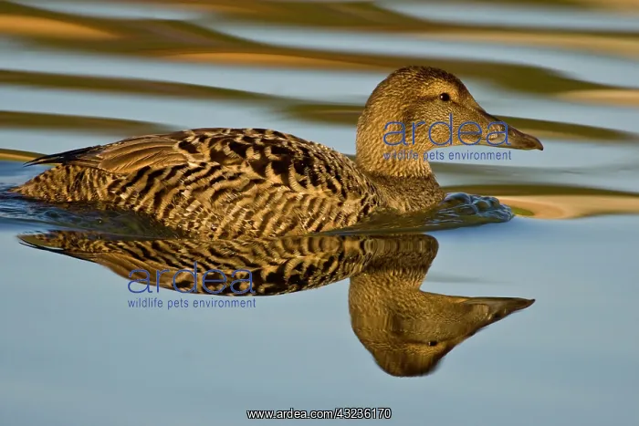 : Eider female swims in pond near Snaefellsness