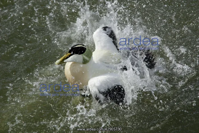 : Eider - Male bathing in sea : Eider - Male bathing in sea