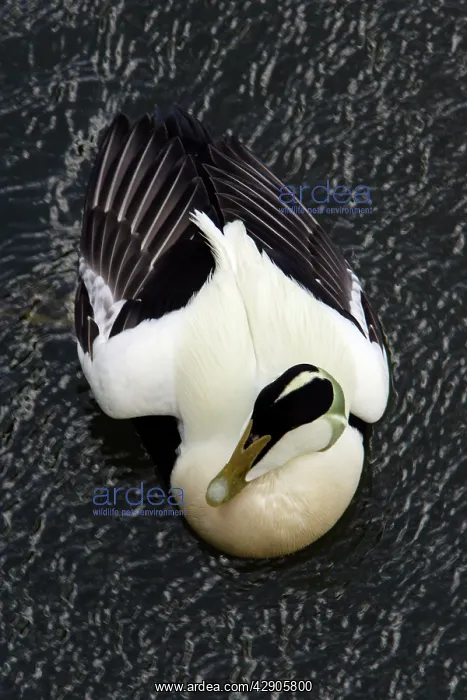 : Eider - Male, displaying breeding plumage : Eider - Male, displaying breeding plumage