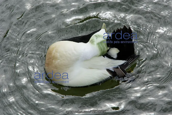 : Eider - Male water proofing plumge with tail gland : Eider - Male water proofing plumge with tail gland