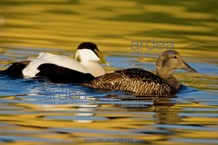 : Eider pair swim in pond near Snaefellsness : Eider pair swim in pond near Snaefellsness