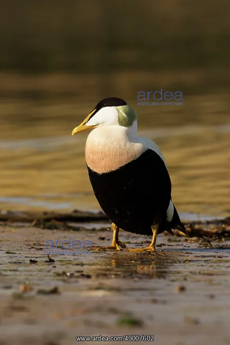 : Eider standing on shoreline in evening light March : Eider standing on shoreline in evening light March