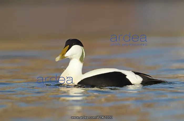 : Eider - swimming along shoreline in early morning : Eider - swimming along shoreline in early morning