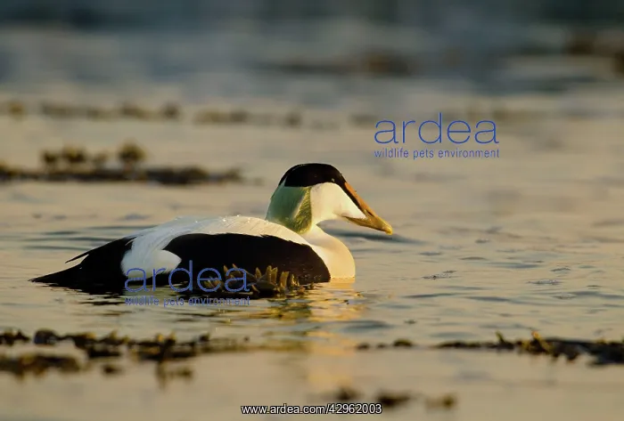  : Eider - swimming along shoreline in early morning