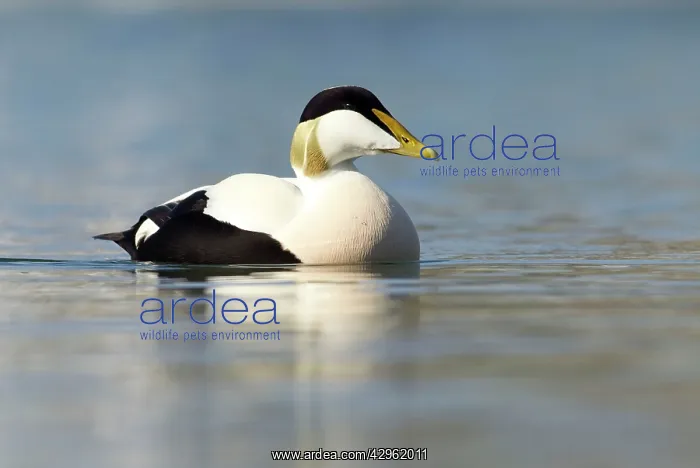 : Eider - swimming along shoreline in early morning : Eider - swimming along shoreline in early morning