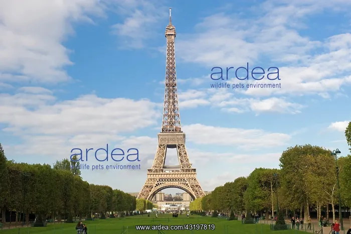 : Eiffel Tower, Paris, France, Europe : Eiffel Tower, Paris, France, Europe