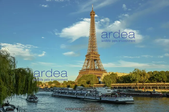 : Eiffel Tower with passenger ferry Bateaux Mouches : Eiffel Tower with passenger ferry Bateaux Mouches