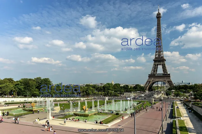: Eiffel Tower, Trocadero, the Trocadero gardens : Eiffel Tower, Trocadero, the Trocadero gardens