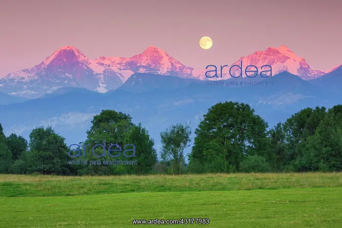 : Eiger, 3970 (m), Mnnch, 4107 m, Jungfrau, 4158 m : Eiger, 3970 (m), Mnnch, 4107 m, Jungfrau, 4158 m