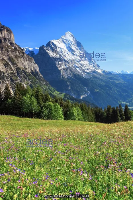: Eiger, Grindelwald, Switzerland, Europe : Eiger, Grindelwald, Switzerland, Europe