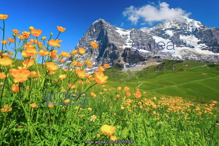 : Eiger and Mnnch with buttercup, Bernese Oberland : Eiger and Mnnch with buttercup, Bernese Oberland