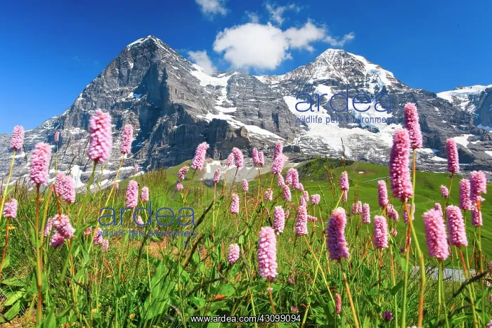 : Eiger and Mnnch with snake's knotweed, Bernese Oberland : Eiger and Mnnch with snake's knotweed, Bernese Oberland