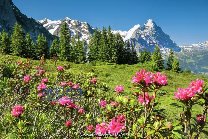 : Eiger and Mnnch, view Chalberboden, Bern, Switzerland : Eiger and Mnnch, view Chalberboden, Bern, Switzerland