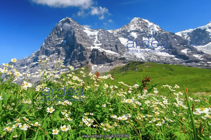 : Eiger and Mnnch with wolfsbane, Bernese Oberland : Eiger and Mnnch with wolfsbane, Bernese Oberland