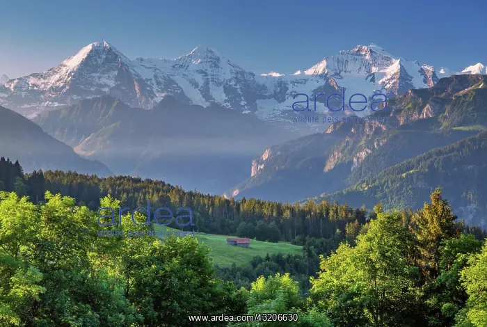 : Eiger triumvirate with the Eiger North Face, Mnnch : Eiger triumvirate with the Eiger North Face, Mnnch
