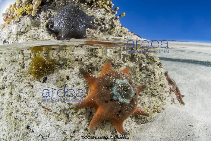 : Eight-armed Cushion Star (Meridiastra calcar), Vivonne : Eight-armed Cushion Star (Meridiastra calcar), Vivonne