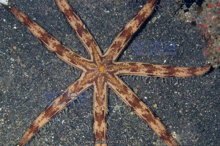 : Eight-armed Sea Star crawling on sand : Eight-armed Sea Star crawling on sand